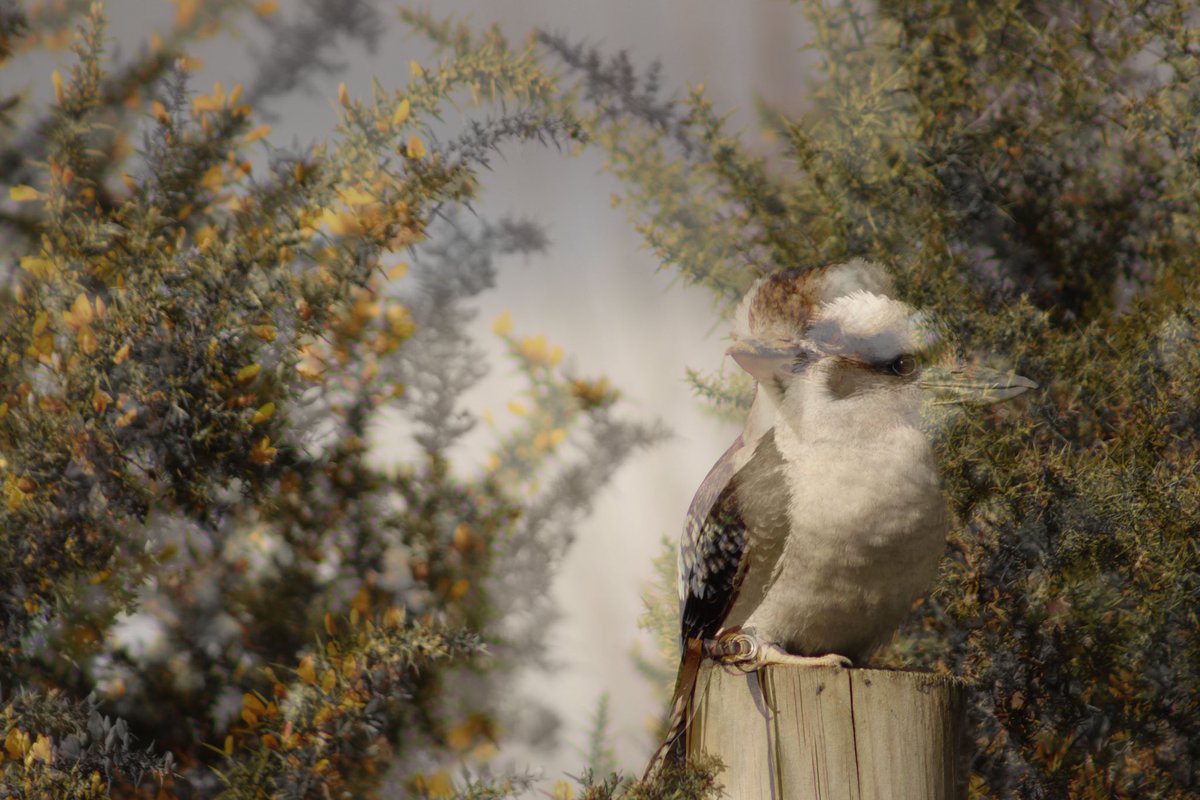 SBS_D6_PHOTO's tweet image. Year 12 final pieces from the ‘English Unit’ Such a variety of beautiful responses.