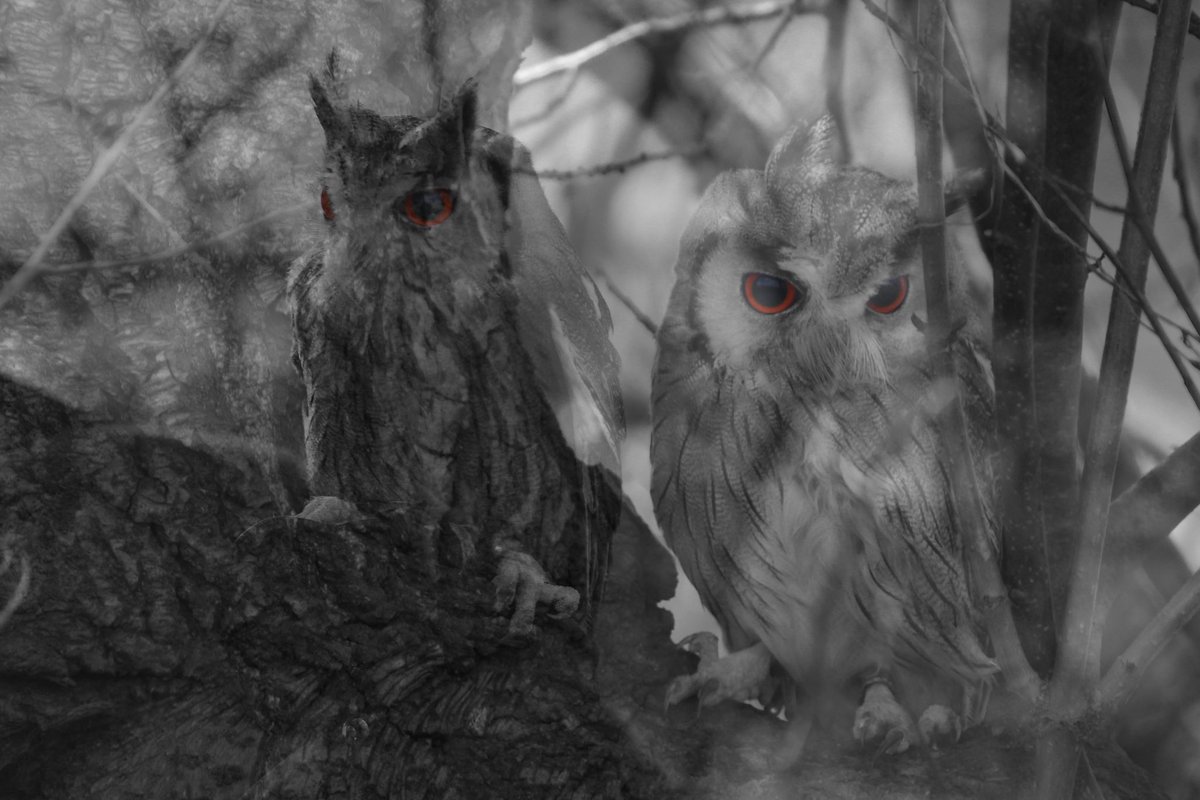 SBS_D6_PHOTO's tweet image. Year 12 final pieces from the ‘English Unit’ Such a variety of beautiful responses.