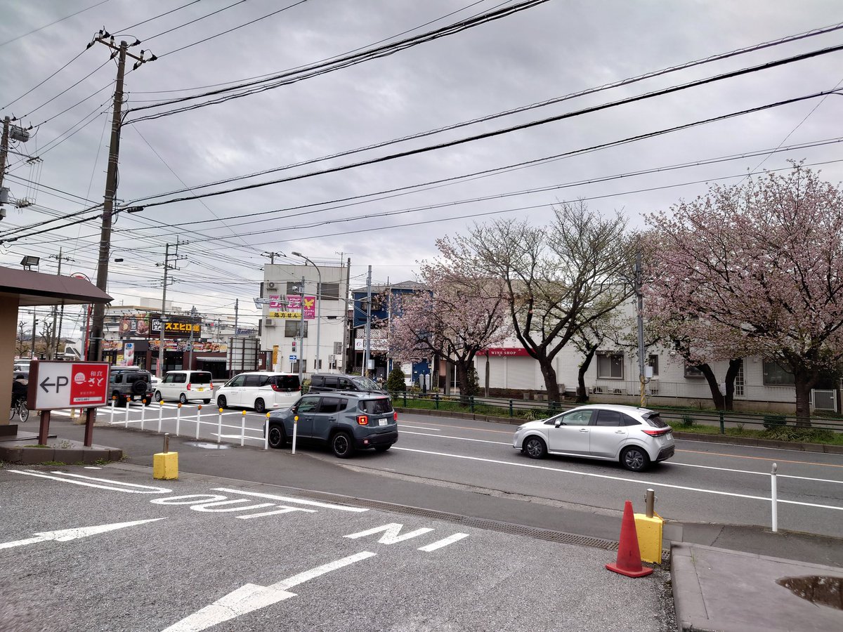 dzw07343's tweet photo. 急遽八千代に向かいました。
休憩で寄ったファミレス前の桜並木に癒されます。明日から始まる県議選。
勝利を確信し攻めの選挙戦を繰り広げて参ります。 https://t.co/14mUGOcKwG