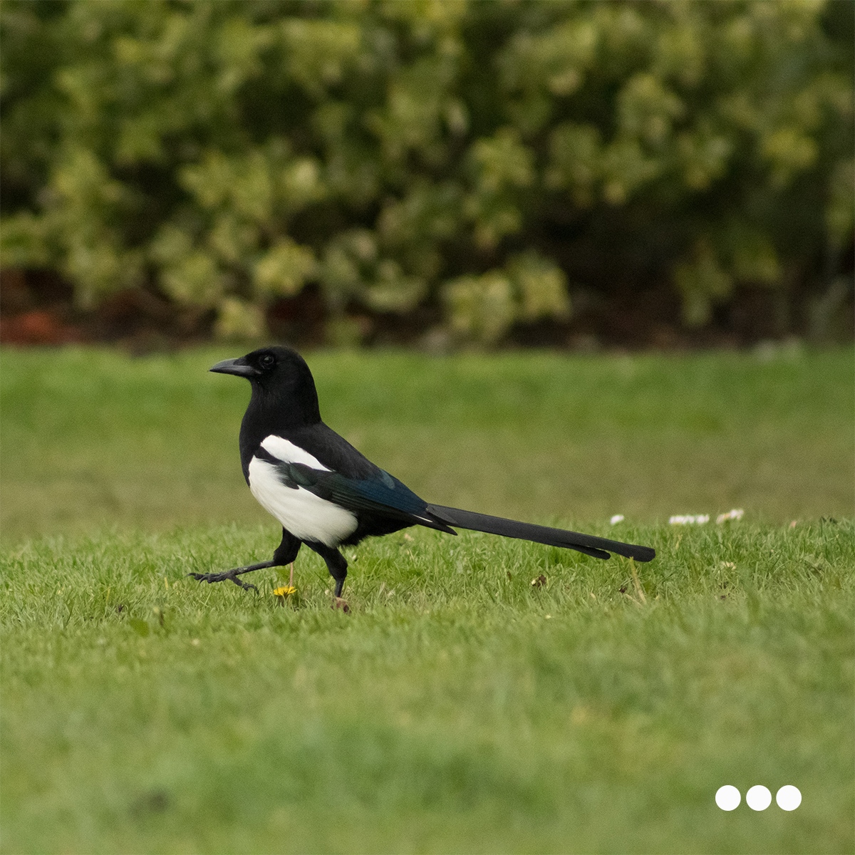 reenapatel1985's tweet photo. Really fascinating webinar by The Digital Maze today. How AI can help marketers - best piece of advice for me was from Wayne Barker, "Take everything with a pinch of salt!"

Also - I learnt loads about magpies or did I?

#ai #machinelearning #aitools #analytics https://t.co/6wY0hM3Swm