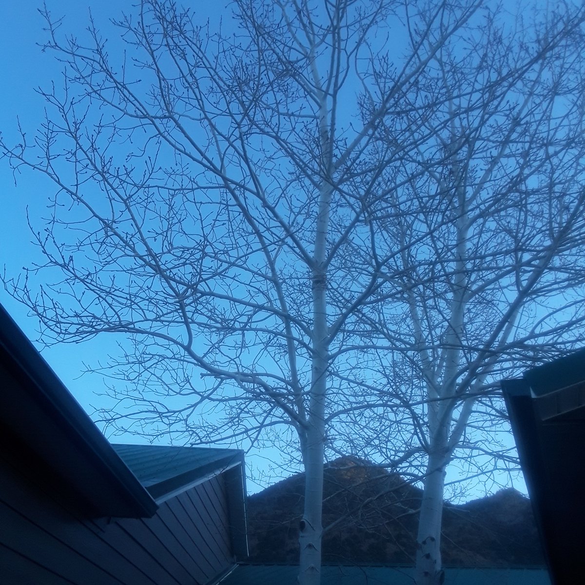 authorDMcC's tweet image. Happy Thursday! Here&apos;s a shot of the pretty aspen trees growing in the crook between my house and the garage. To me, it looks like nature&apos;s art. #Colorado #aspentree #nature
