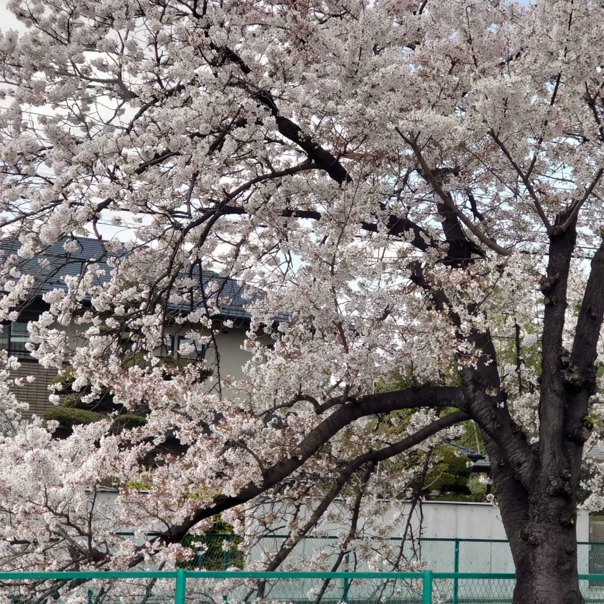 0708_tomo_0708's tweet photo. 束の間の日射しを狙って!昼桜と夜桜。
桜の時期の晴れ間が少ないね🌸
#サクラ
#桜
#樱花
#Bungasakura
#昼桜
#夜桜
#昼桜と夜桜 https://t.co/MKoVjD9lsl