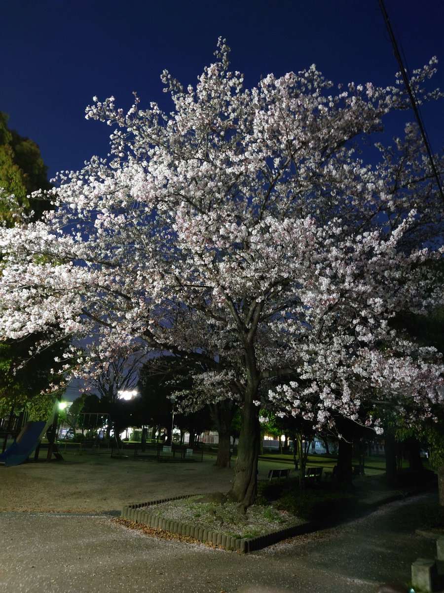 0708_tomo_0708's tweet photo. 束の間の日射しを狙って!昼桜と夜桜。
桜の時期の晴れ間が少ないね🌸
#サクラ
#桜
#樱花
#Bungasakura
#昼桜
#夜桜
#昼桜と夜桜 https://t.co/MKoVjD9lsl