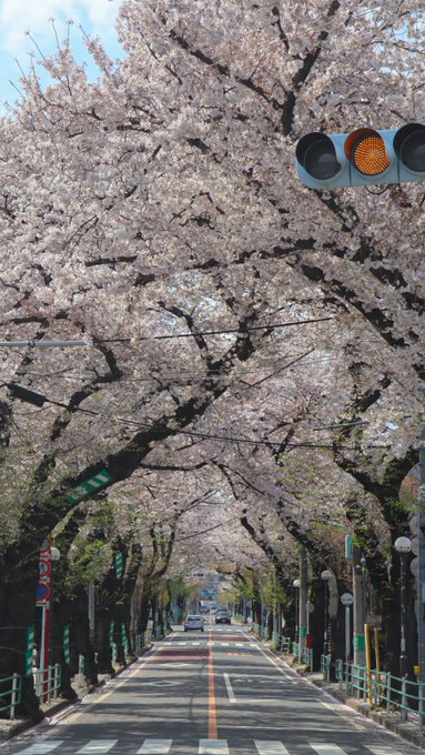 秒速5センチメートルに出てきそうな、花びら舞う桜のトンネル🌸🌸 