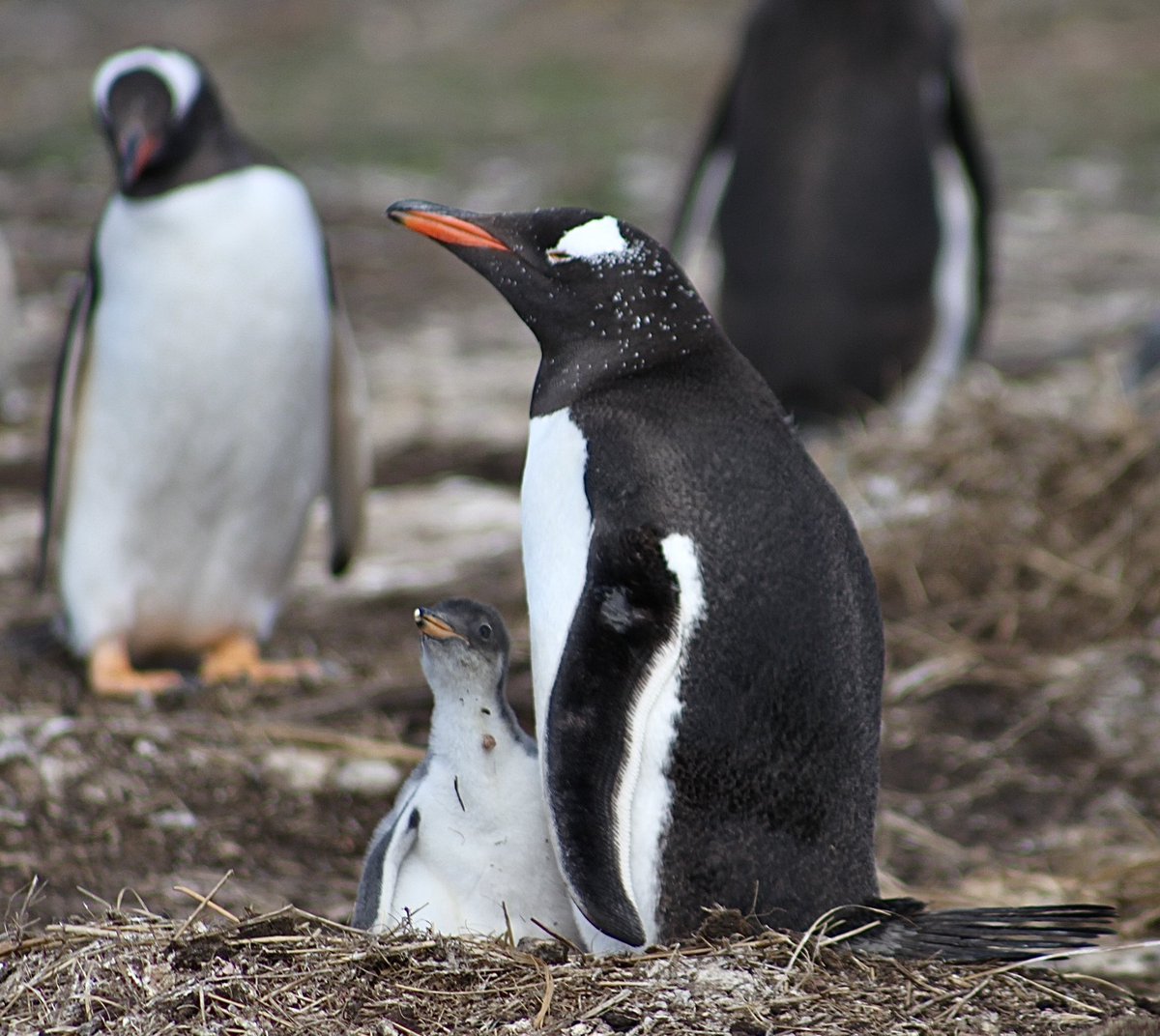 Gentoo floof with their adorable baby 🥰

It’s Thursday! We are nearly there peeps! Hang on in there… we can make Friday!! 😁

#gentoo #falklands #penguins #falklandislands #floofs #floofies #birds #oceanpollution #saveouroceans