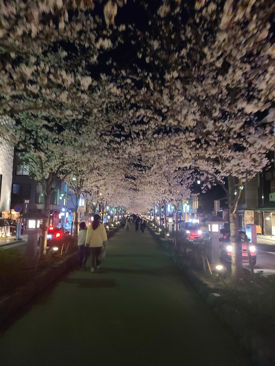 bbkama2's tweet photo. 桜のシーズンなので、ちょっと散歩がてら花見🌸

どこまでも続きそう❗ https://t.co/0147XqZ337