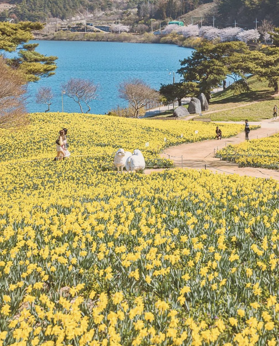 unnie_review's tweet photo. ที่นี่วิวสวยปังมากกกก🤩 เกาหลีนะไม่ใช่สวิต😍🏞️ ไปช่วงใบไม้ผลิก็จะได้วิวดอกนาร์ซิสซัสเหลืองสวยๆแบบนี้ ไปช่วงฤดูร้อนทุ่งจะเขียวสวยตัดกับท้องฟ้าสวยสุดๆ🌱⛰️

📍พิกัด 지리산치즈랜드
전남 구례군 이평리 109

🕰️ เปิดทุกวัน 9:00 - 18:00

#รีวิวเกาหลี #ที่เที่ยวเกาหลี 
@Review_korea https://t.co/jabLBEHyY0