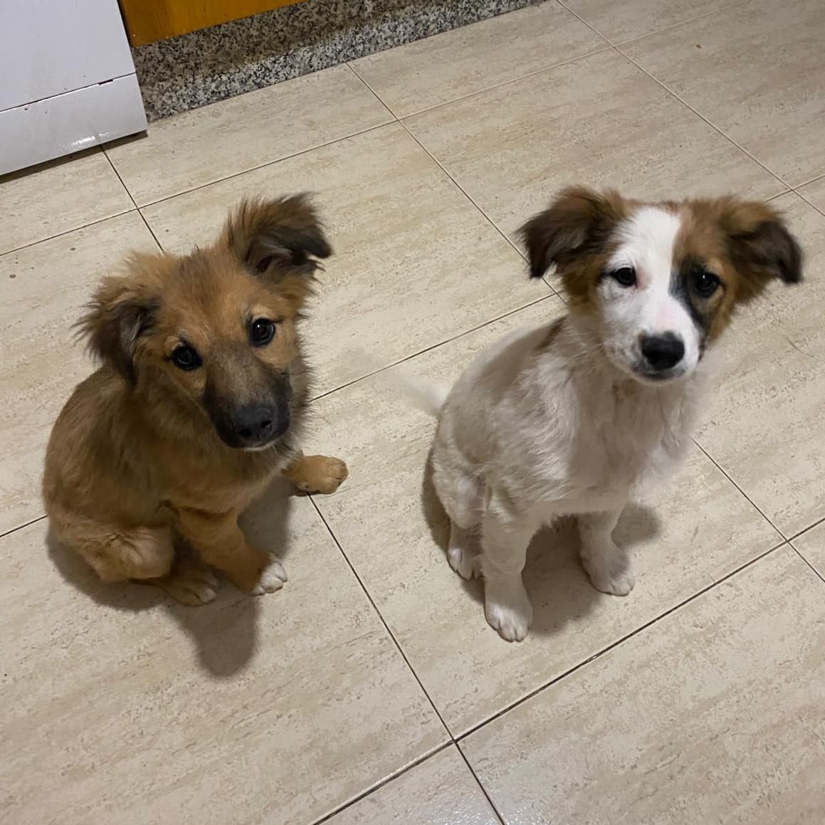 AnimalistaEleos's tweet photo. Ximena y Xaviera en adopción. Imposible ser más guapas 🥰🥰
#AdoptDontShop #Adopt #cachorros https://t.co/n5yuondZpu