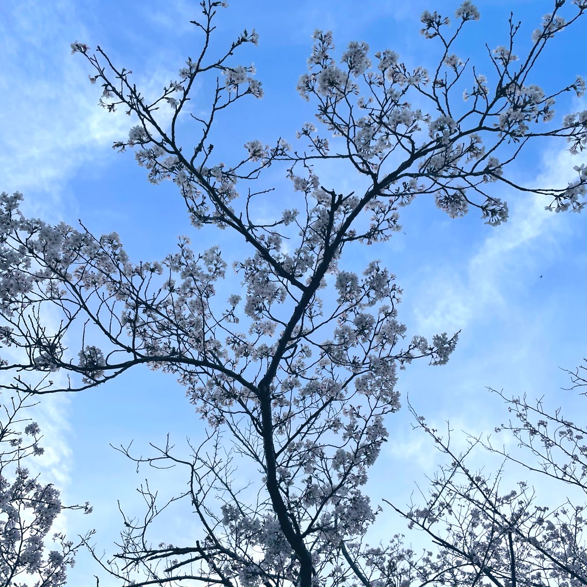 「夕方にいいかんじの桜の花びらを集めました 」|まるかわ💅爪塗り連載中🖌のイラスト