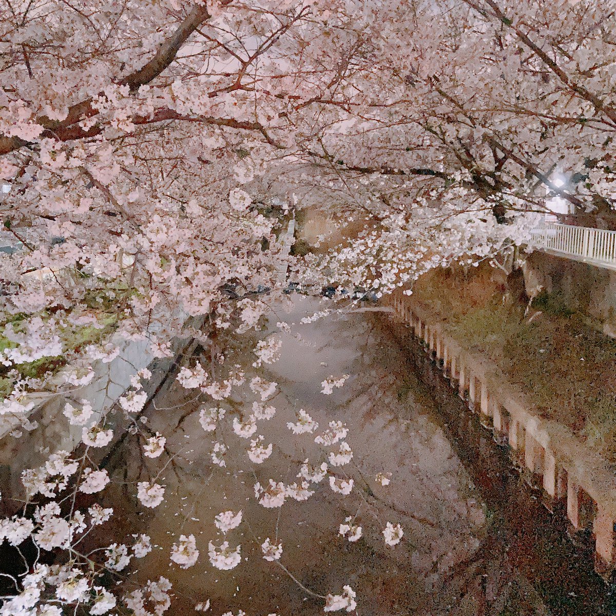 近所の桜はいい感じです！