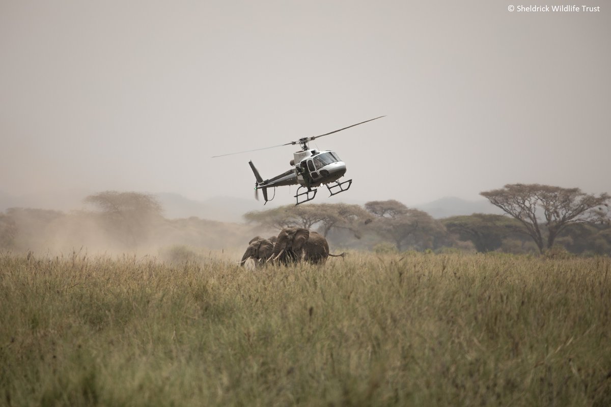 SheldrickTrust tweet picture