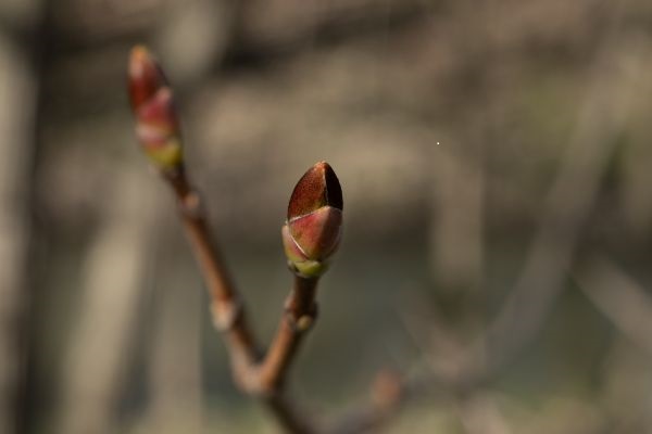 Kylmyydestä huolimatta ilmassa on kevään tuoksua ja ajatukset karkaavat kevättouhuihin.🍃 Voisiko pihaa hoitaa luonnonmukaisesti,  lisätä kasvilajeja ja perustaa erilaisia elinympäristöjä?🌸🌱🦔 Pörriäiset kiittävät.🐝 Ekopaastovinkkejä löytyy:  ekopaasto.fi/vinkkeja-ekopa…