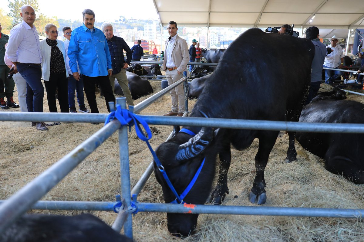MSVEnLinea's tweet photo. #EnFotos || El presidente de la República, @NicolasMaduro, inauguró este miércoles la II Feria Nacional Criabúfalos Venezuela 2023, en el Parque Simón Bolívar, ubicado en La Carlota, estado Miranda.

#30Mar #MaduroEsUnDuro https://t.co/Vai17tRMRr