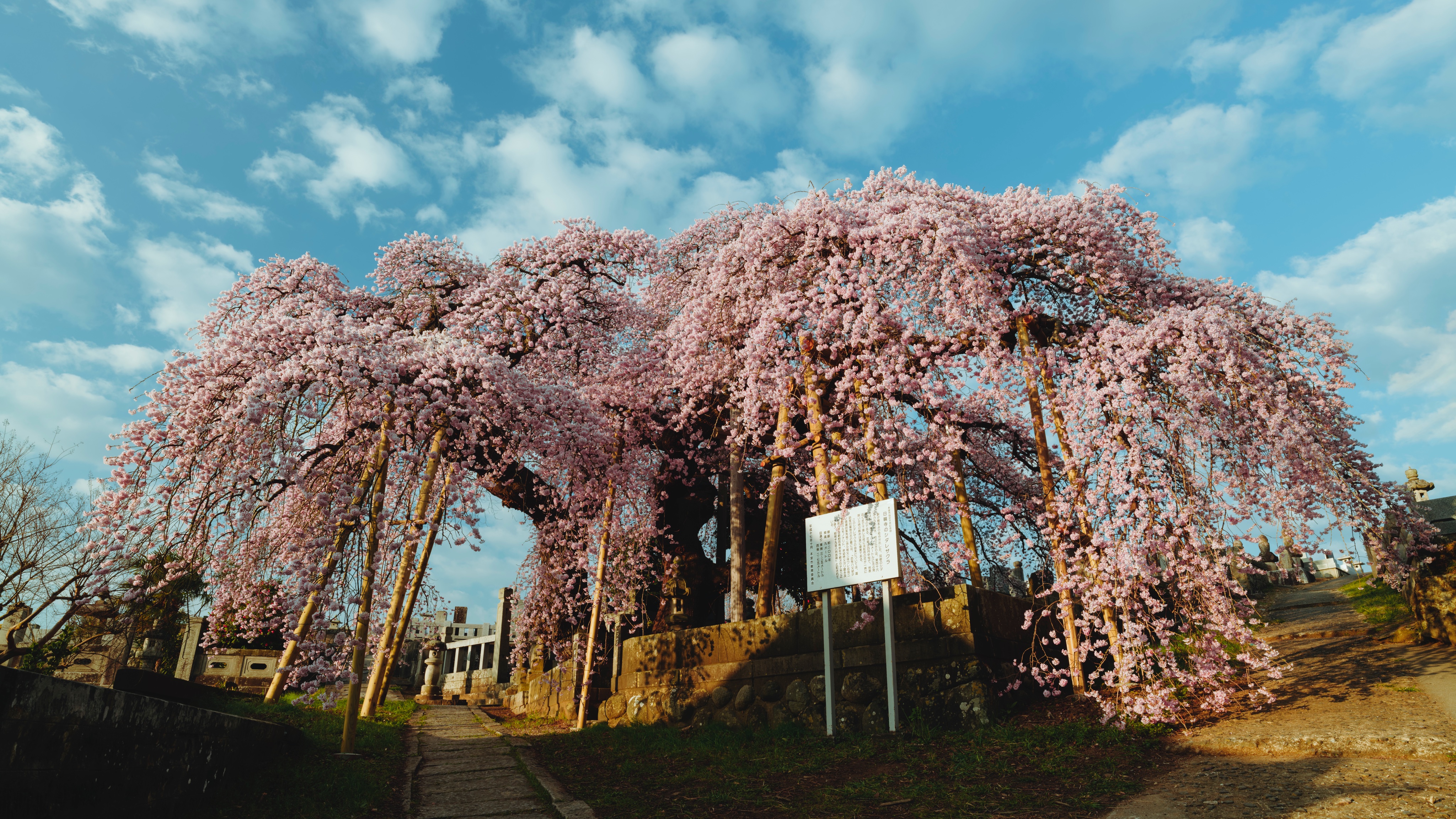 𝚃𝚊𝚔𝚞𝚢𝚊 𝙸𝚔𝚎𝚍𝚊 𝕏 𝙽𝚊𝚋𝚎𝚌𝚑𝚊𝚗, on X: 