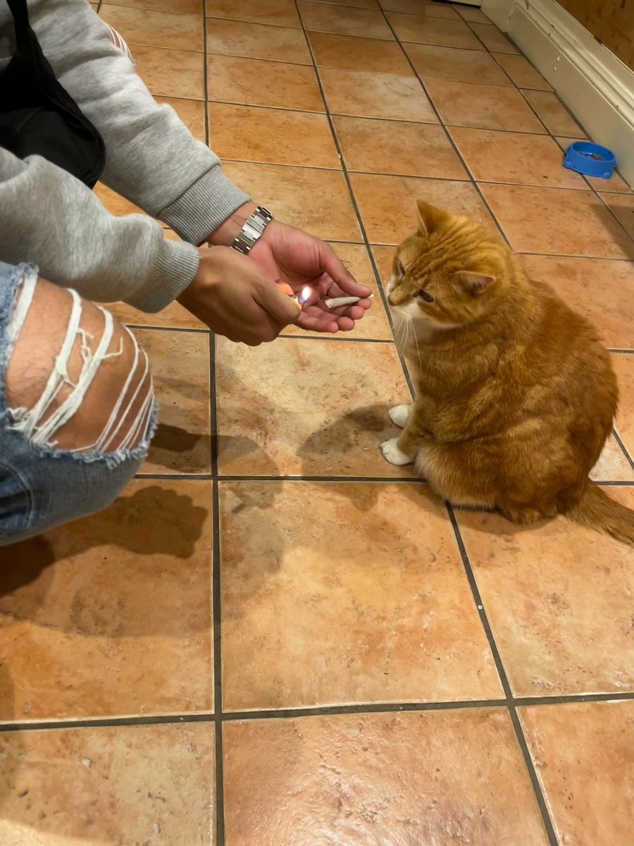 Cryptoinsightuk's tweet photo. RIP to Toffee.

Coolest cat ever. 

18 and a half years old. What a guy 🫡 https://t.co/zpXhvDskH2