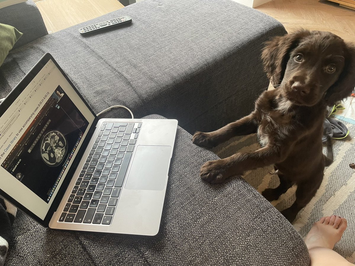 Winston catching with BSGAR virtual education 🐾 

New junior member ready and waiting to sign up @JuniorBSGAR 

#juniorbsgar #bsgar #virtualeducation