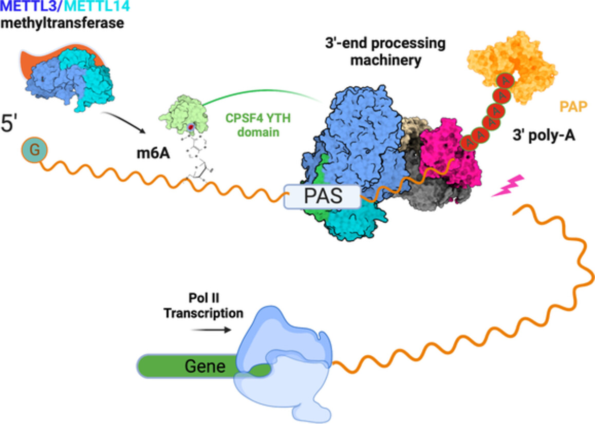 Excited to share our latest review on 3′-end mRNA processing in #apicomplexan parasites! Discovering the classic and unexpected players involved in this intricate process was a fascinating journey. Check it out and stay tuned for more! #mRNAprocessing

wires.onlinelibrary.wiley.com/doi/full/10.10…