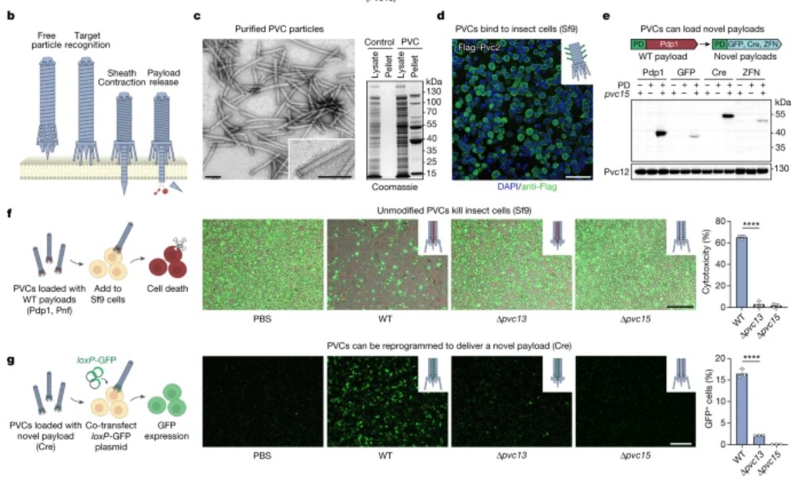 Great paper in <a href="/Nature/">nature</a> by Feng Zhang laboratory <a href="/MIT/">Massachusetts Institute of Technology (MIT)</a> reporting the engineering of a protein delivery system based on a bacterial contractile injection system

nature.com/articles/s4158…