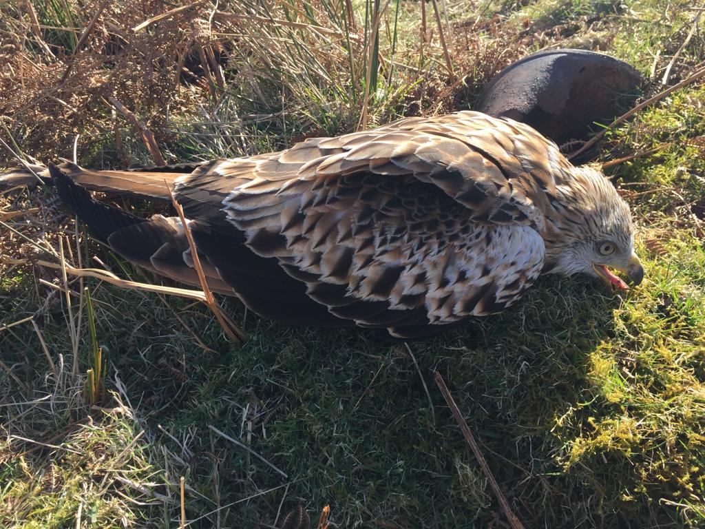 Red kite found shot on a Durham grouse moor is 'fighting for its life'.

The victims keep piling up, <a href="/RichardHRBenyon/">Richard Benyon</a> When will <a href="/DefraGovUK/">Defra UK</a> take meaningful action?

New blog ⬇️⬇️
raptorpersecutionuk.org/2023/03/30/red…