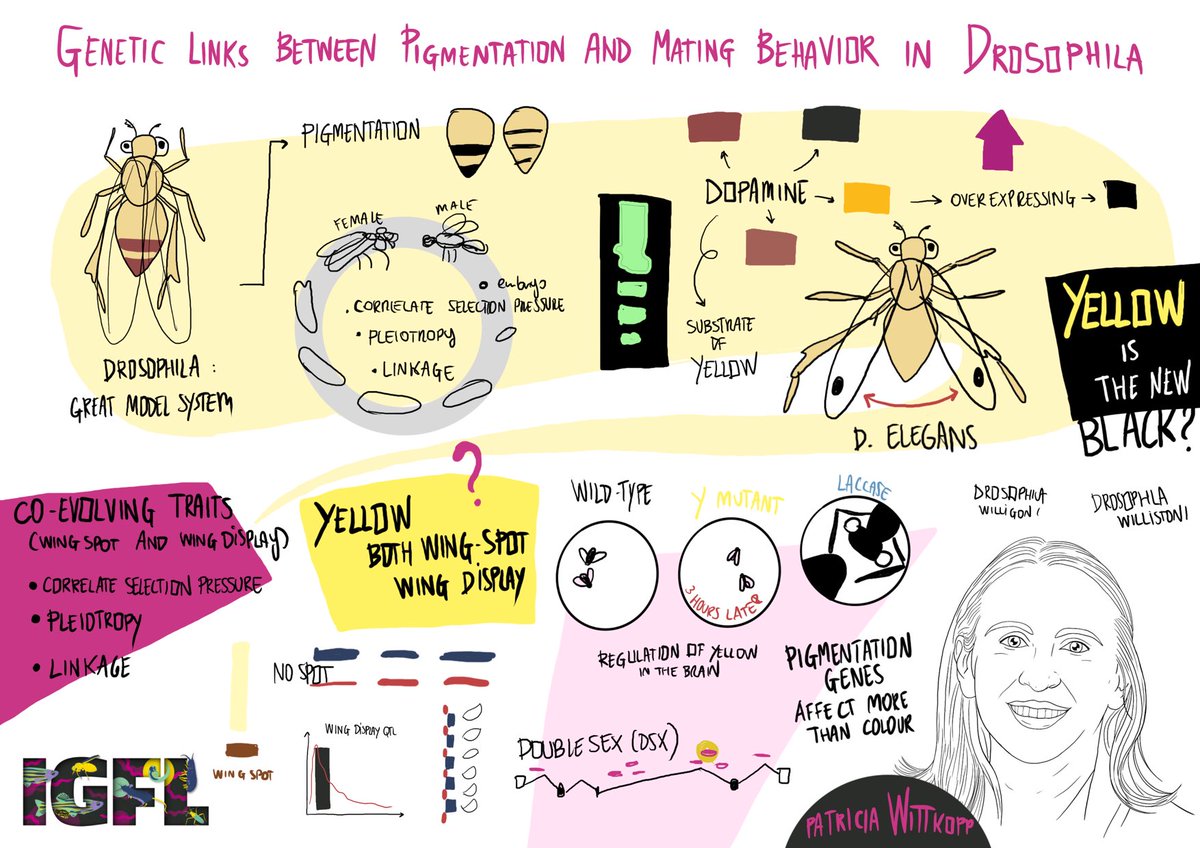 Eleonora Nigro (@nigrelex) on Twitter photo Last talk for the evolutionary biology section at #IGFLSymposium by <a href="/twittkopp/">Trisha Wittkopp</a> !
The talk is about the #Genetic link between Pigmentation and mating behavior in #Drosophila 🪰
… and yellow 🟡
#evolution #biology
@IGFLyon Last talk for the evolutionary biology section at #IGFLSymposium by <a href="/twittkopp/">Trisha Wittkopp</a> !
The talk is about the #Genetic link between Pigmentation and mating behavior in #Drosophila 🪰
… and yellow 🟡
#evolution #biology
@IGFLyon