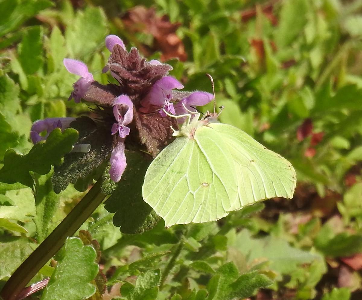 The 2023 Bee Bold Awards 🏆 are Open!

If you are a business/organisation/school that supports #bees &amp; #pollinators then be sure to apply ➡️bit.ly/beeboldawards

Together let's make our region the Bee &amp; Pollinator Capital of the UK.

🐝🌺🐛🌻🦋