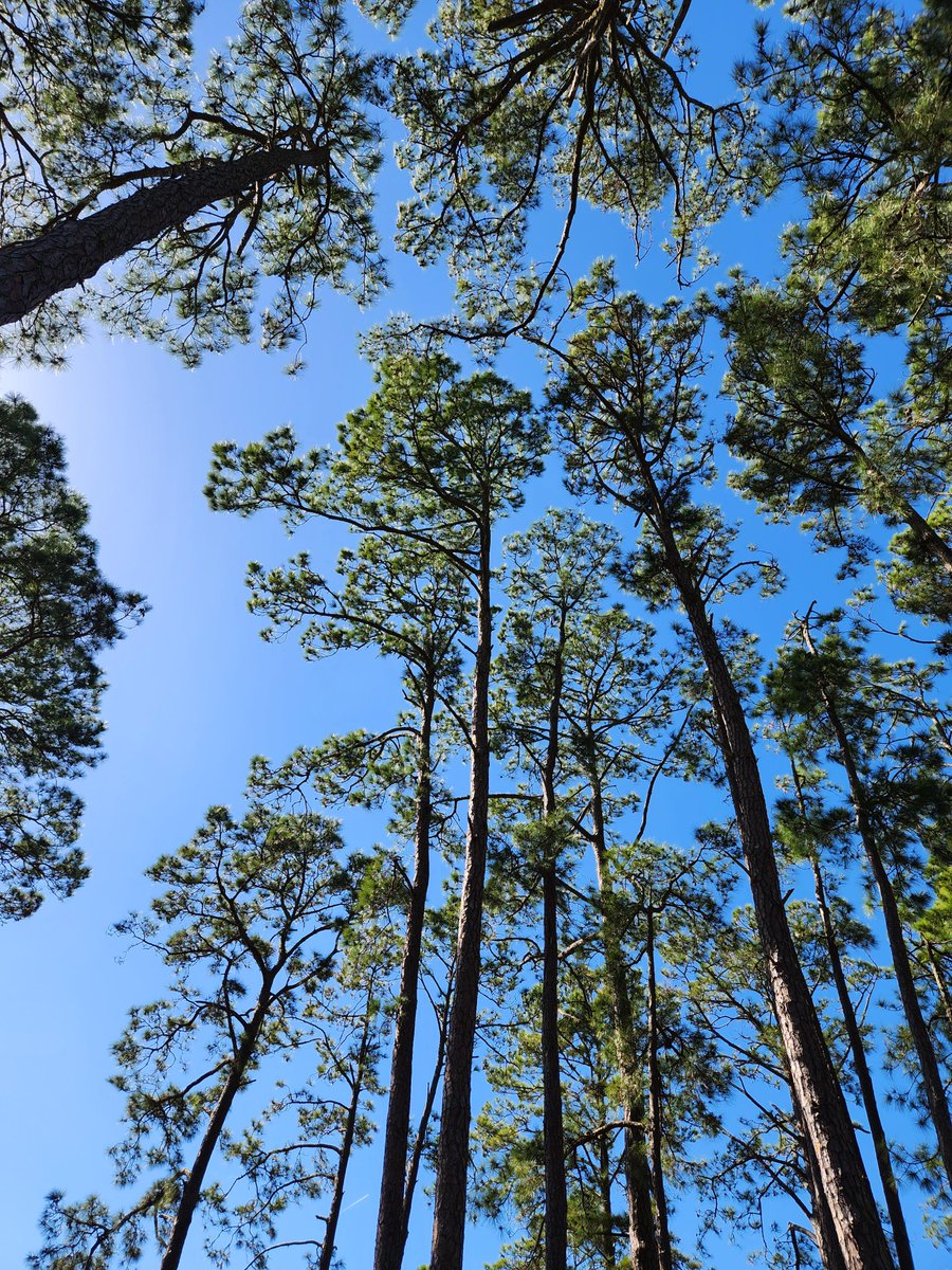 Fort Pulaski NM tweet media