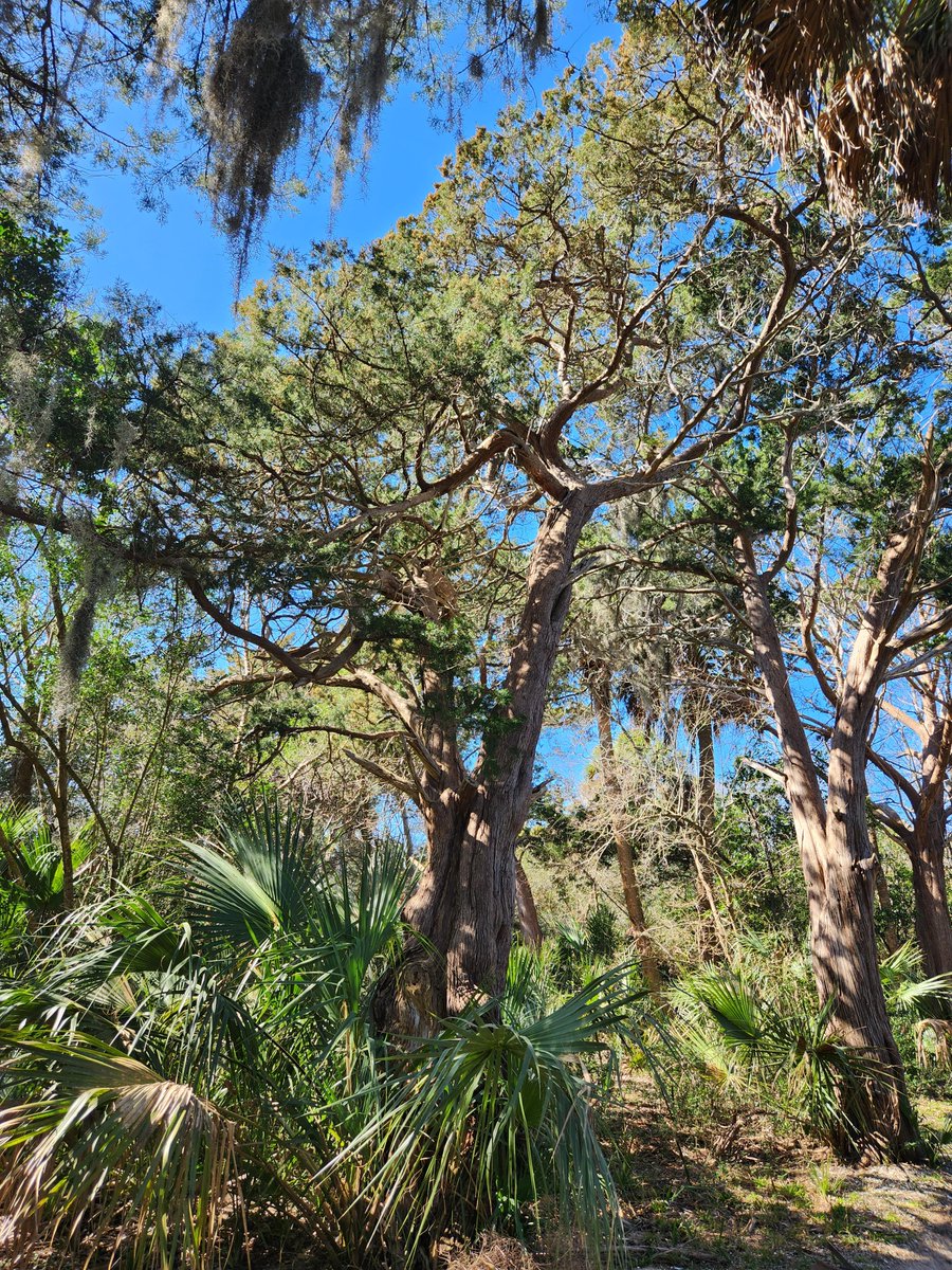 Fort Pulaski NM tweet media