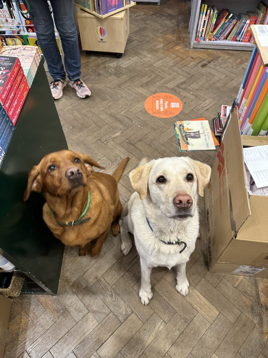 villagebooksdul's tweet photo. Will pose for biscuits 😂🦴❤️#ShopDogs #ChooseBookshops #TailsFromTheBookshop https://t.co/eU6d8mxdVC