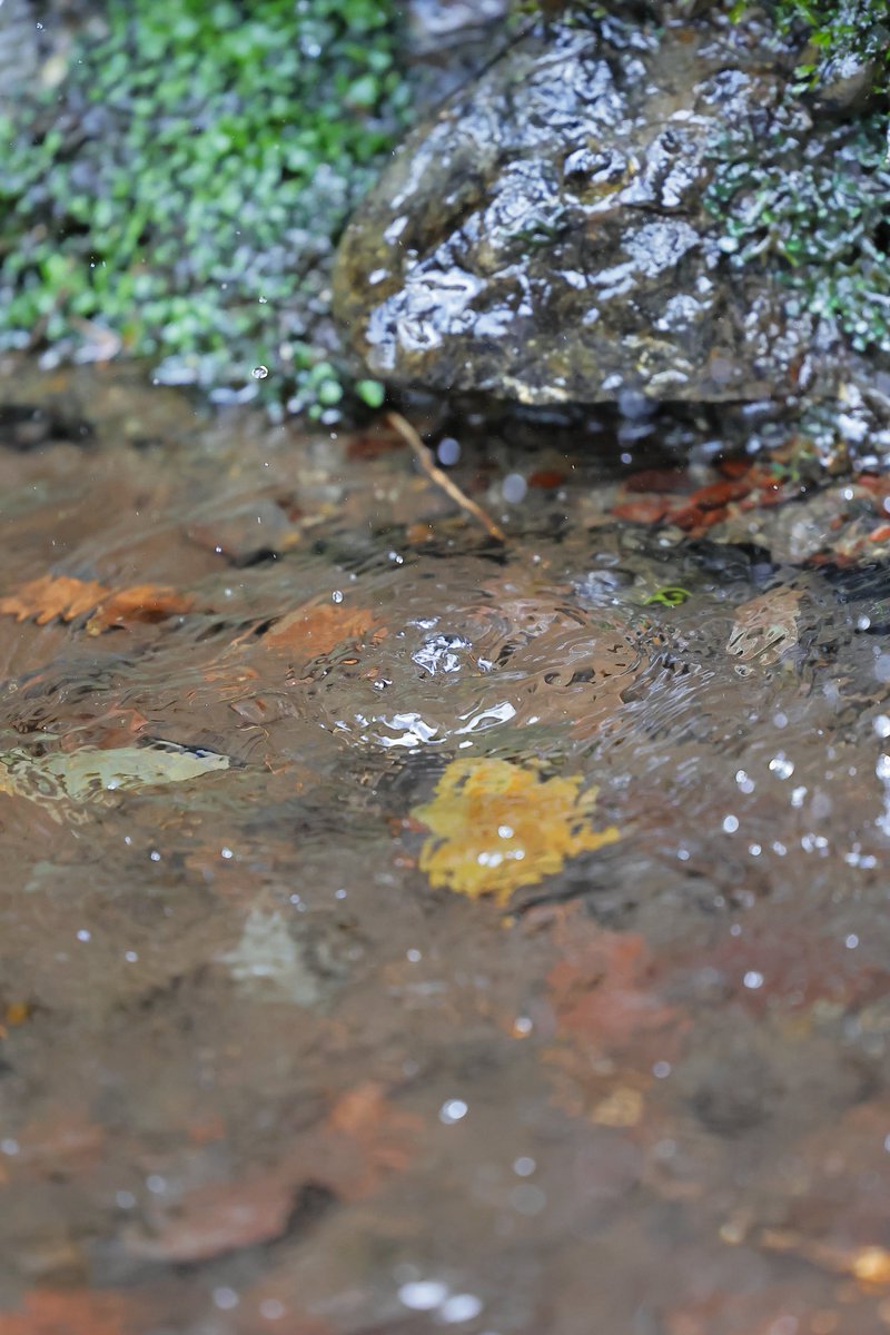 ShigeTaka2's tweet image. 70200で撮る、水の雫💧
写ってるかな…🤔💦

 #RF70-200mmf2.8 is usm