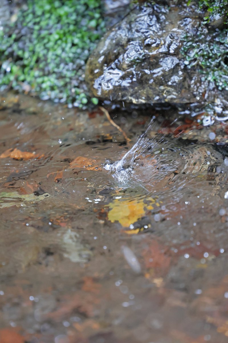 ShigeTaka2's tweet image. 70200で撮る、水の雫💧
写ってるかな…🤔💦

 #RF70-200mmf2.8 is usm