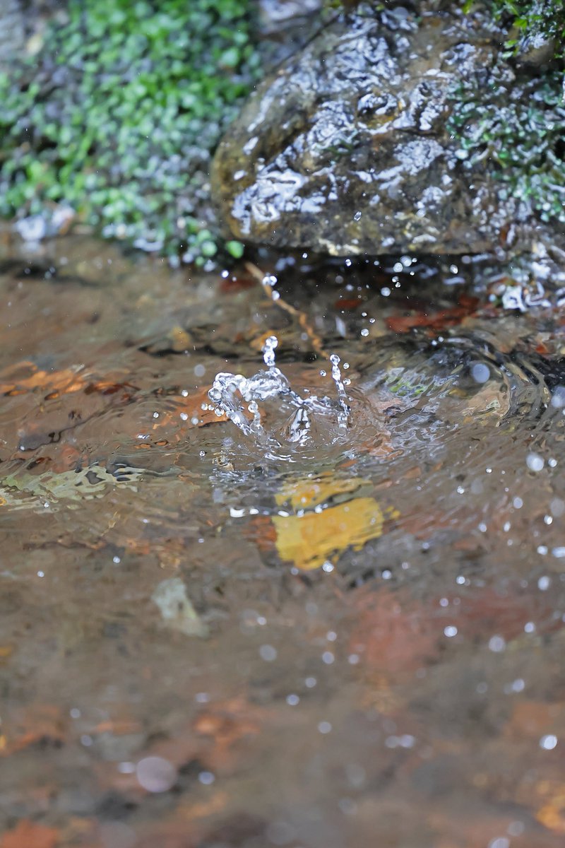 ShigeTaka2's tweet image. 70200で撮る、水の雫💧
写ってるかな…🤔💦

 #RF70-200mmf2.8 is usm