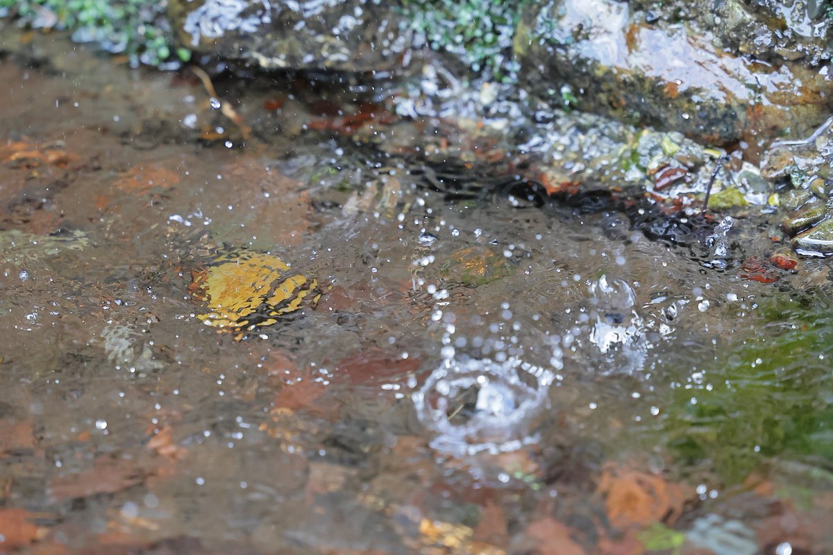 ShigeTaka2's tweet image. 70200で撮る、水の雫💧
写ってるかな…🤔💦

 #RF70-200mmf2.8 is usm