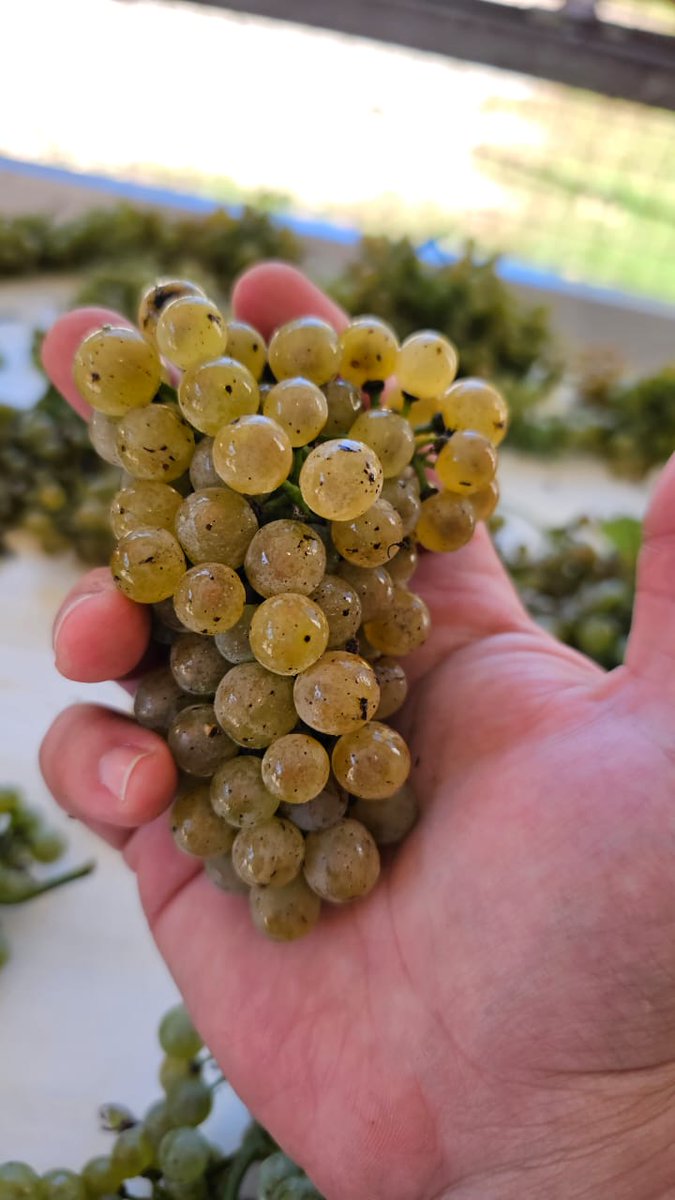 Hermoso racimo de albariño recién cosechado.
<a href="/TrapicheWines/">Trapiche Argentina</a> Costa &amp; Pampa
Chapadmalal, Buenos Aires, Argentina. <a href="/EzequielOrtego/">Ezequiel Ortego</a>

 #vendimia2023 #vendimia