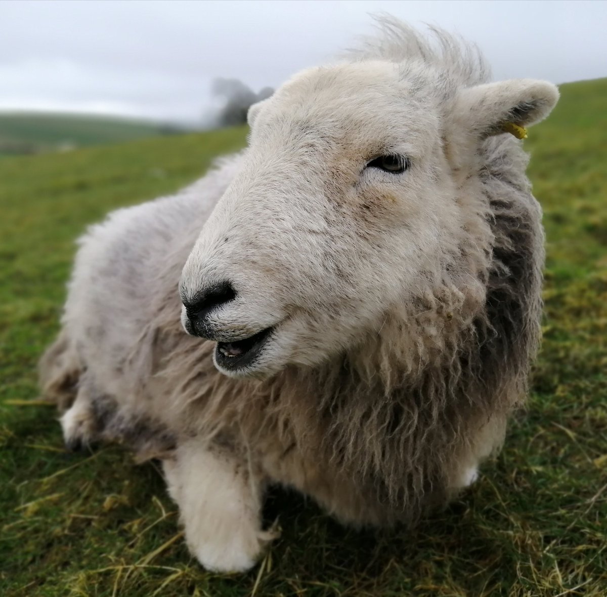 Hetty & her bump 💚💚
#herdwicks #sheep #hillfarm #peakdistrict #Staffordshiremoorlands #lambing2023