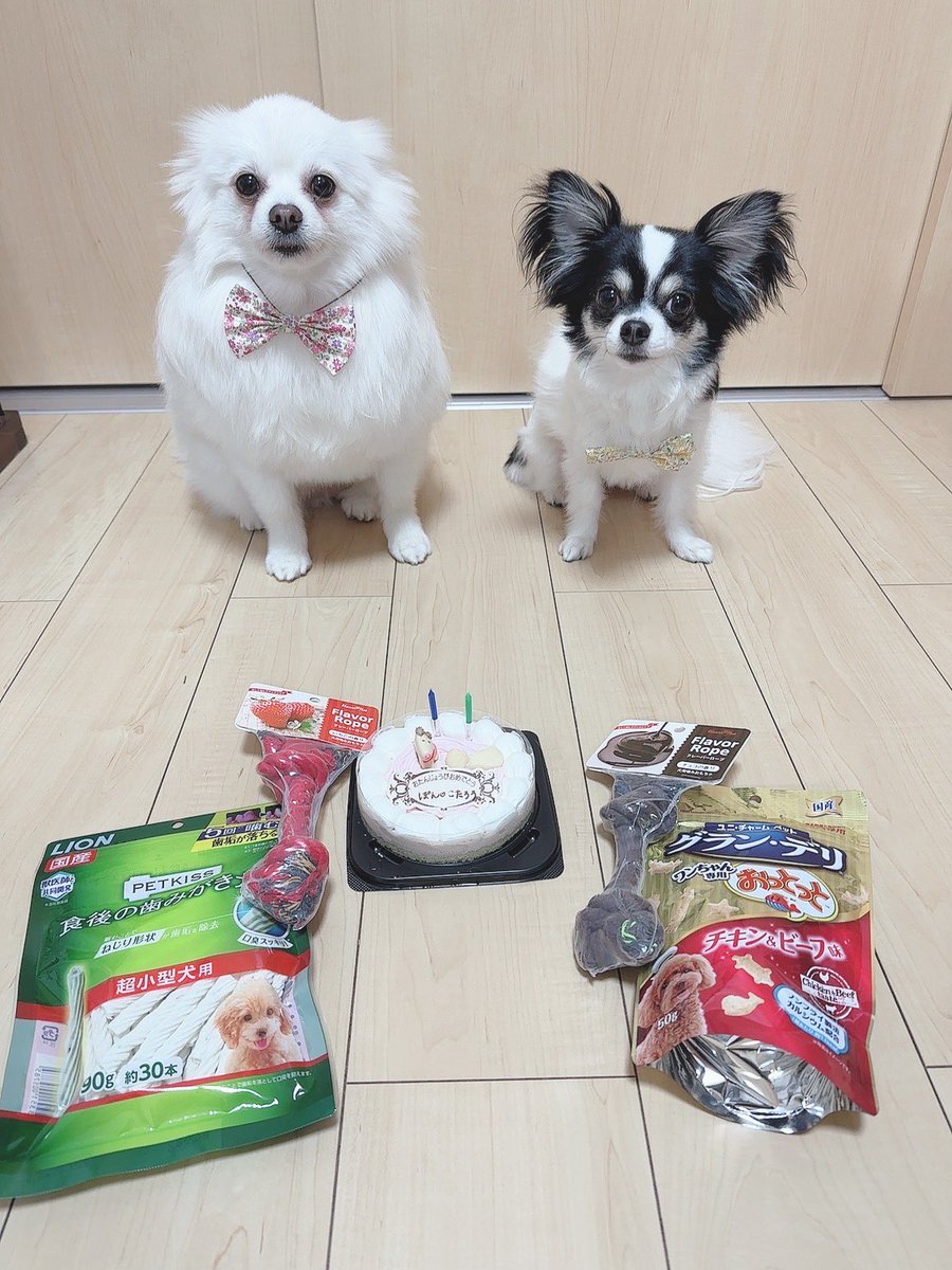 hi_ya016's tweet photo. 誕生日おめでとう🎂
健康に長生きしてね！
#ポメ #チワワ #4歳 #2歳
#3月30 #誕生日一緒 https://t.co/byzLXSwbXB