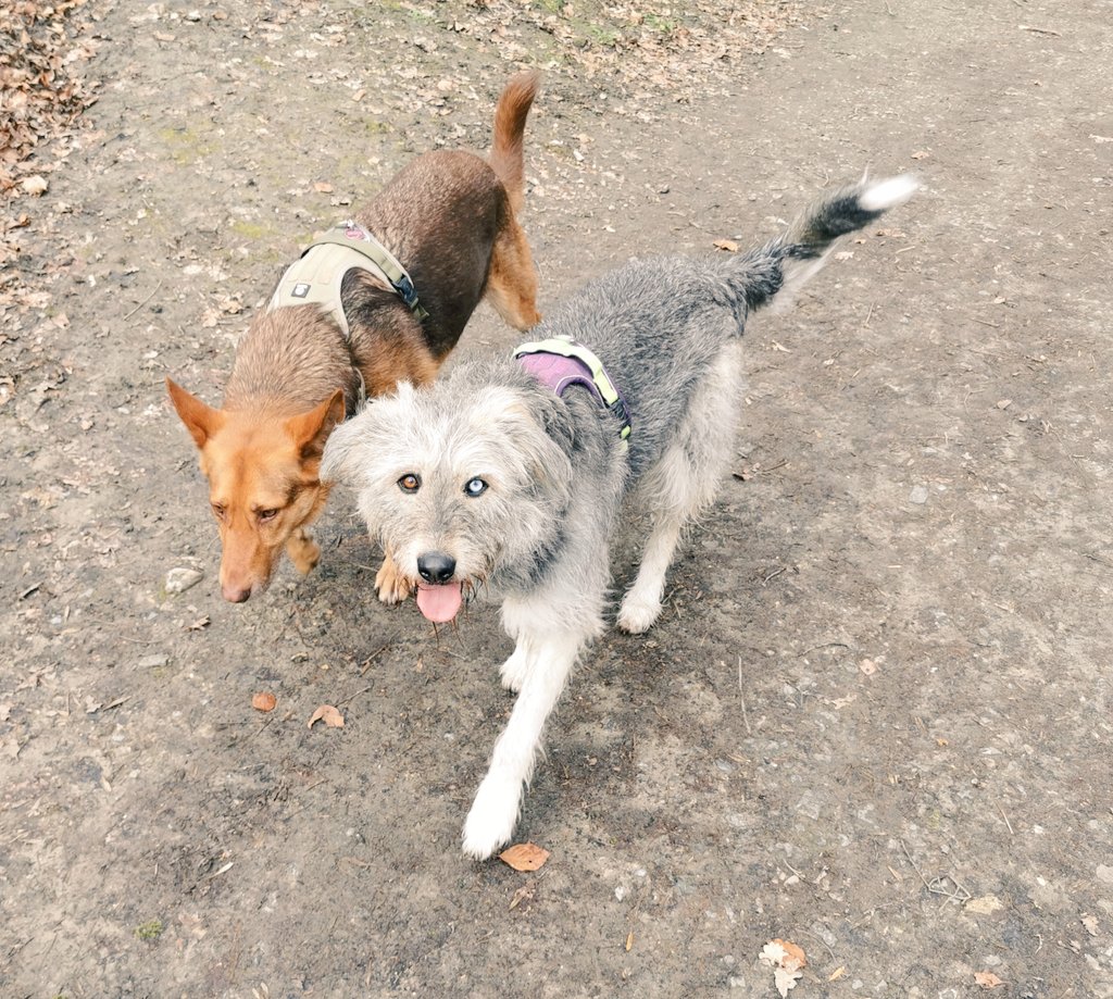 Paco_Bealy_Jane's tweet photo. Die Ladies.. Heute wieder mit Herrenbesuch von #KleinHugo im Wald unterwegs
#PacoBealyundJane #Hugositting https://t.co/HbR8IcYbpL