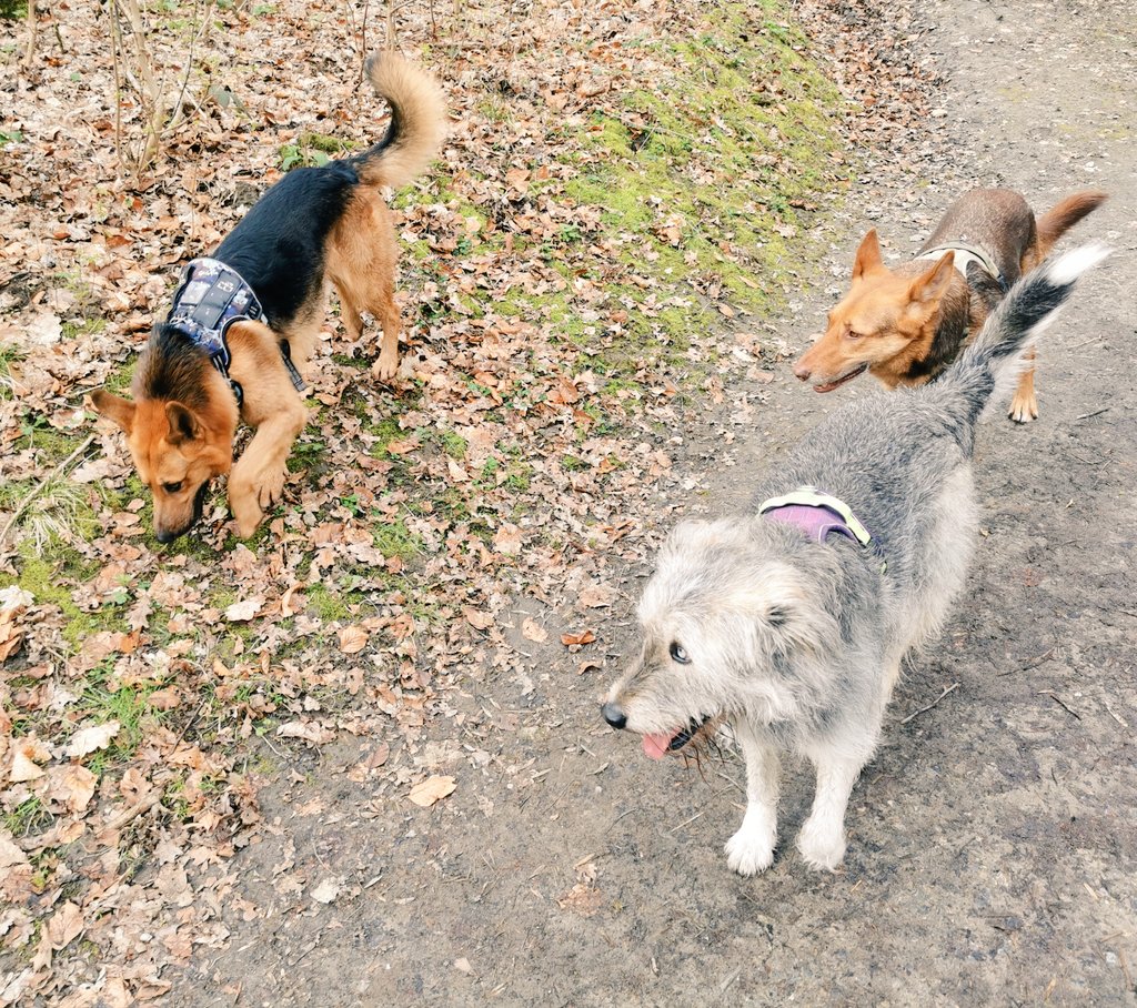 Paco_Bealy_Jane's tweet photo. Die Ladies.. Heute wieder mit Herrenbesuch von #KleinHugo im Wald unterwegs
#PacoBealyundJane #Hugositting https://t.co/HbR8IcYbpL