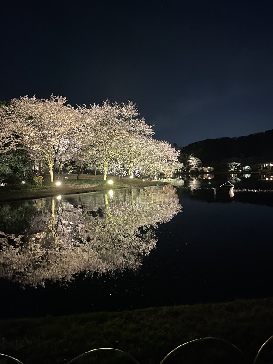 今年も三溪園の夜桜を見に来れました(^^)