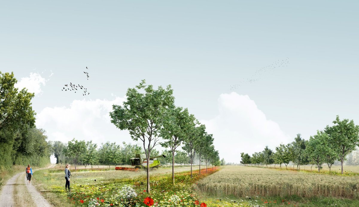 WUR Plant (@wurplant) on Twitter photo 🌳🌽 Could #agroforestry contribute positively to the Dutch's #nitrogen goals? <a href="/LennartFuchs96/">Lennart Fuchs</a> got interviewed by <a href="/MongabayLatam/">Mongabay Latam</a> about this question. "I believe agroforestry can positively contribute to these issues, yet it is not a silver bullet." ➡ news.mongabay.com/2023/03/for-du… 🌳🌽 Could #agroforestry contribute positively to the Dutch's #nitrogen goals? <a href="/LennartFuchs96/">Lennart Fuchs</a> got interviewed by <a href="/MongabayLatam/">Mongabay Latam</a> about this question. "I believe agroforestry can positively contribute to these issues, yet it is not a silver bullet." ➡ news.mongabay.com/2023/03/for-du…