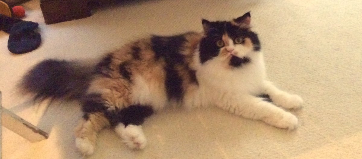 Abbie Hoffman tweet media