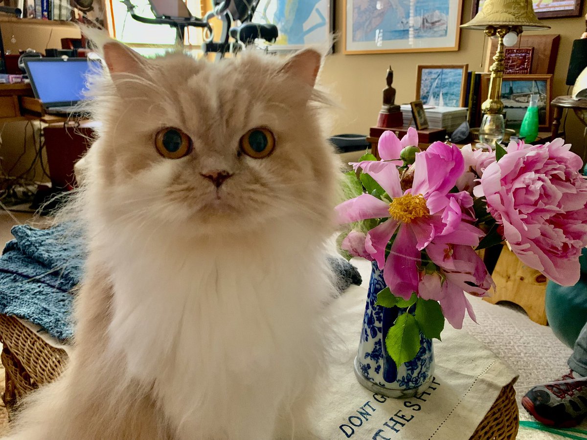 Abbie Hoffman tweet media