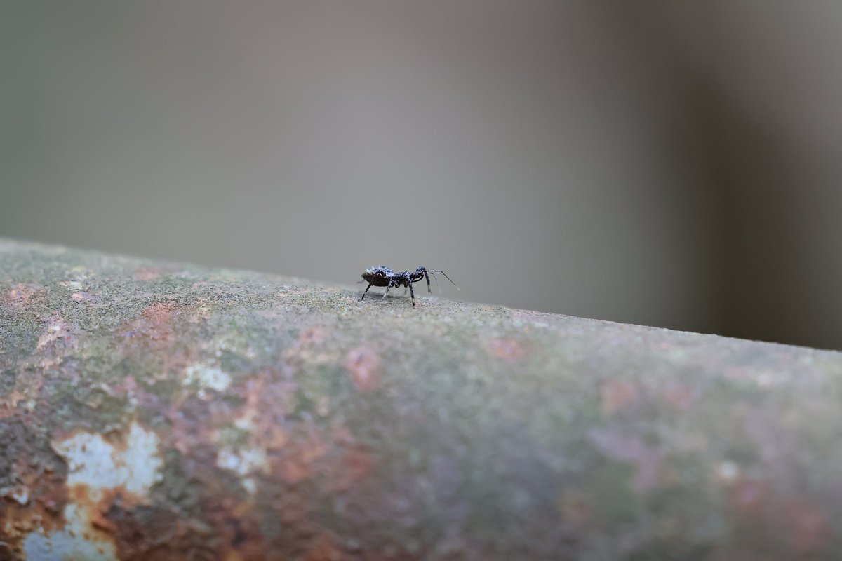 ShigeTaka2's tweet image. 70200で撮る、蜘蛛と虫達🐛🐝🐞⋆ ࣪🕷
 #RF70-200mmf2.8L is usm

※マクロレンズが欲しくなりました😱ｶｲﾏｾﾝｶﾞ……