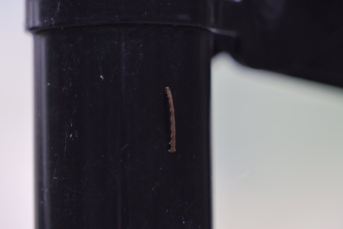 ShigeTaka2's tweet image. 70200で撮る、蜘蛛と虫達🐛🐝🐞⋆ ࣪🕷
 #RF70-200mmf2.8L is usm

※マクロレンズが欲しくなりました😱ｶｲﾏｾﾝｶﾞ……