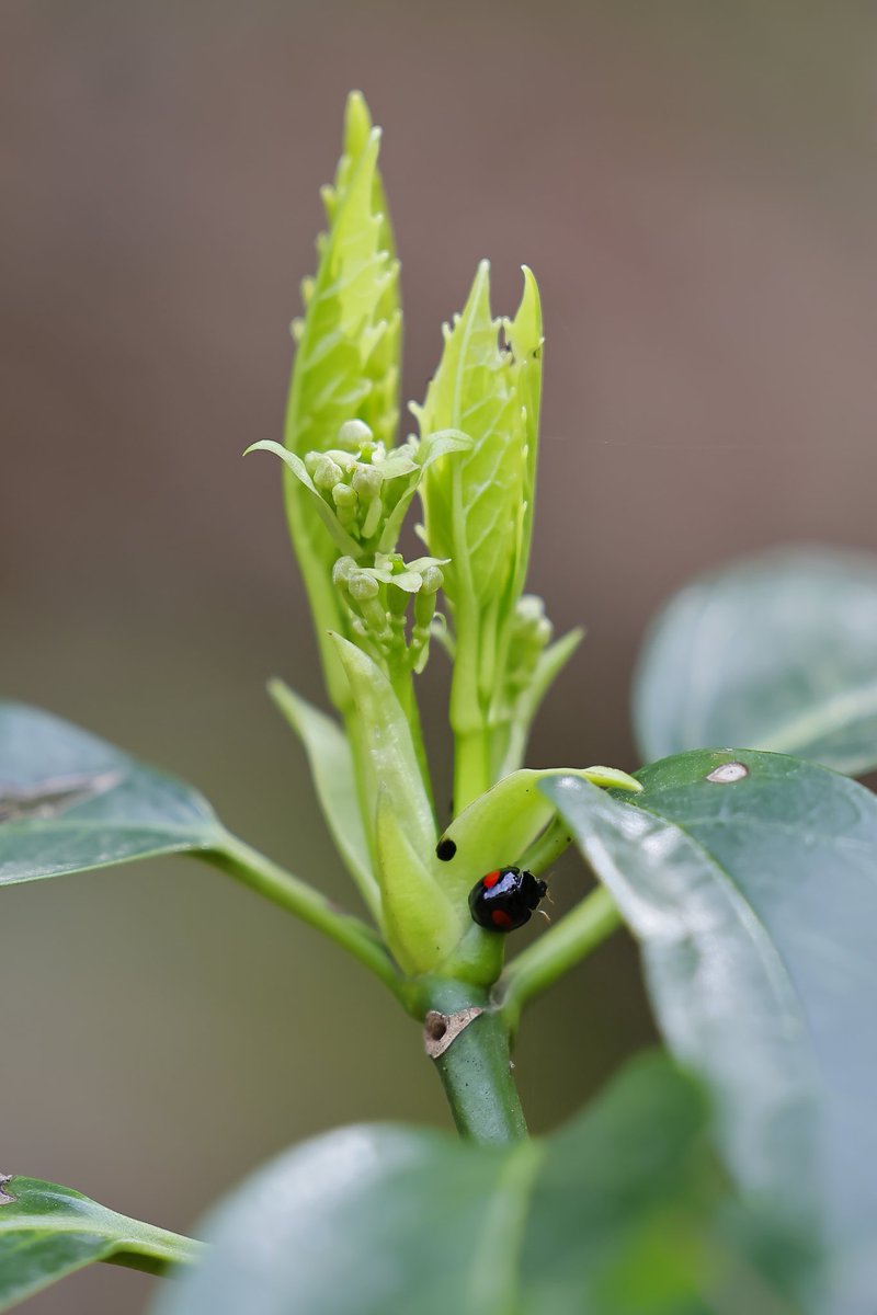 ShigeTaka2's tweet image. 70200で撮る、蜘蛛と虫達🐛🐝🐞⋆ ࣪🕷
 #RF70-200mmf2.8L is usm

※マクロレンズが欲しくなりました😱ｶｲﾏｾﾝｶﾞ……