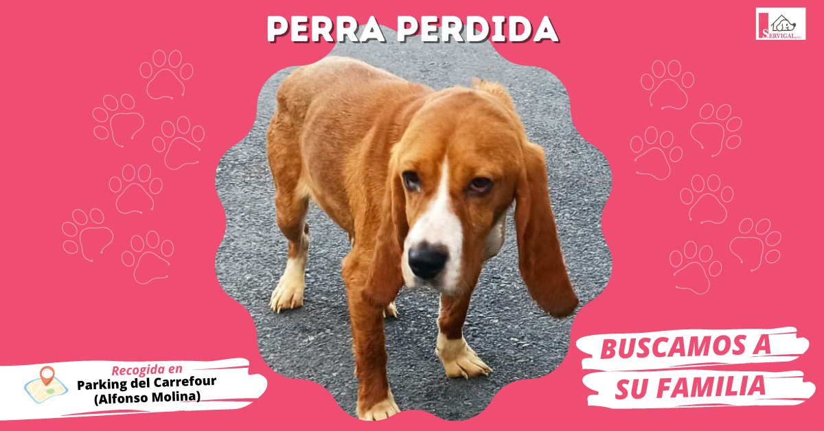 💔 PERRITA PERDIDA

🐾 Hemos recogido a esta #peludiña en 📍el parking del Carrefour de Alfonso Molina.

🐶 Es un cruce de Beagle que se encuentra en las instalaciones de 📍 Bens.

Ayúdanos a encontrar a su familia compartiendo esta publicación y nuestro 📞 teléfono 981 26 30 93.