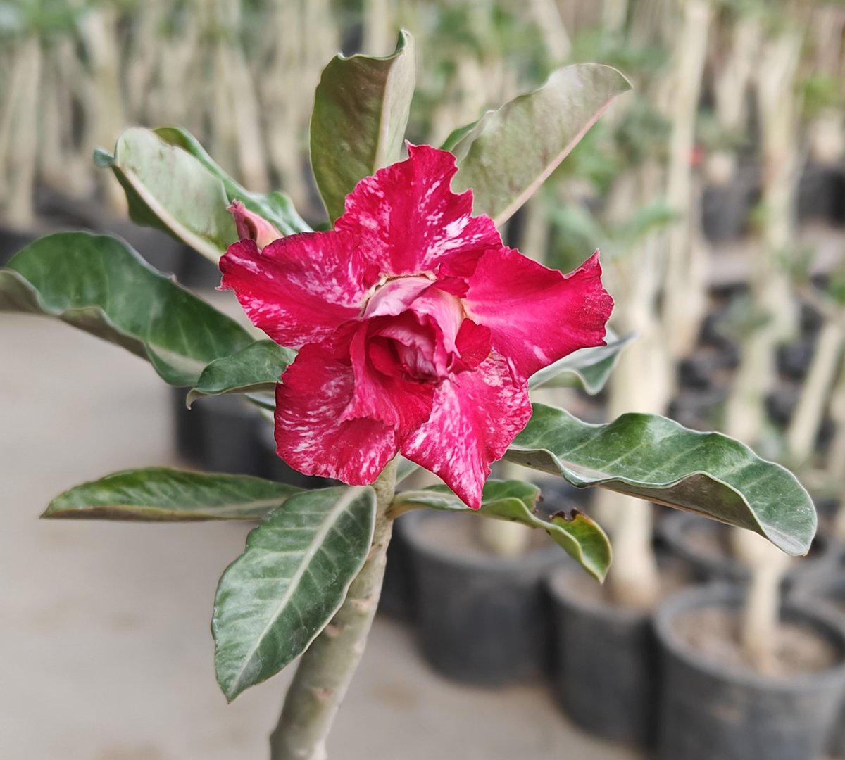rajsol29's tweet photo. #floweroftheday #adeniumlover #adeniumobesum #adenium #adeniumflower #adeniumflower #adeniumplant #adeniumplants #AdeniumGrafted #desertrose #adeniuminjodhpur #adeniumplantsinjodhpur
#roseplant #SpringIsComing #garden #gardening #gardensoffacebook #gardeningfacebook #gardeningismytherapy #flowerplants #flowers #plants #summer #rajgardenlants #rookhrajpaudhshala #plantnursery #nurserynearme
#rareplants #summerflowers
https://t.co/yY42Z8USLC
#RahulGhandi