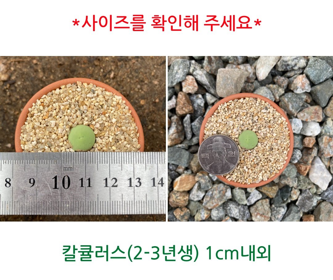plantsickgirl's tweet photo. 아~ 올해도 돌아왔다~
우리장르 명절 식목일! 
알티추첨 ���분께 아기칼큘러스 보내드립니다
(플라스틱분 옵션으로 보내요)
식물계 아니어도 오케이
팔로워 아니어도 오케이
지금까지 식물을 키우지 않아보셨어도 오케이
칼큘이를 사랑으로 돌봐주실 분만 알티해주세요 https://t.co/QQlwDUE7ns