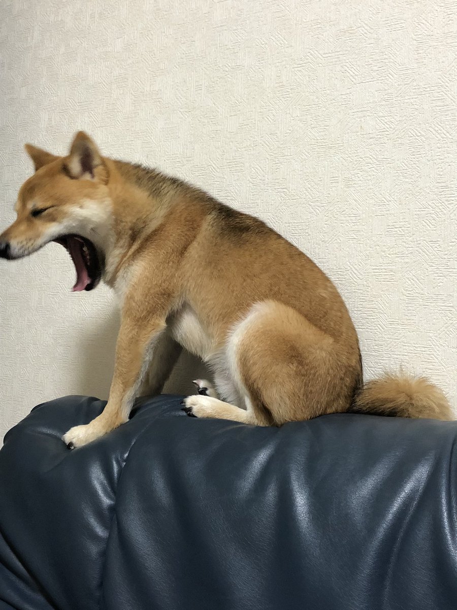 今日のコタロウ