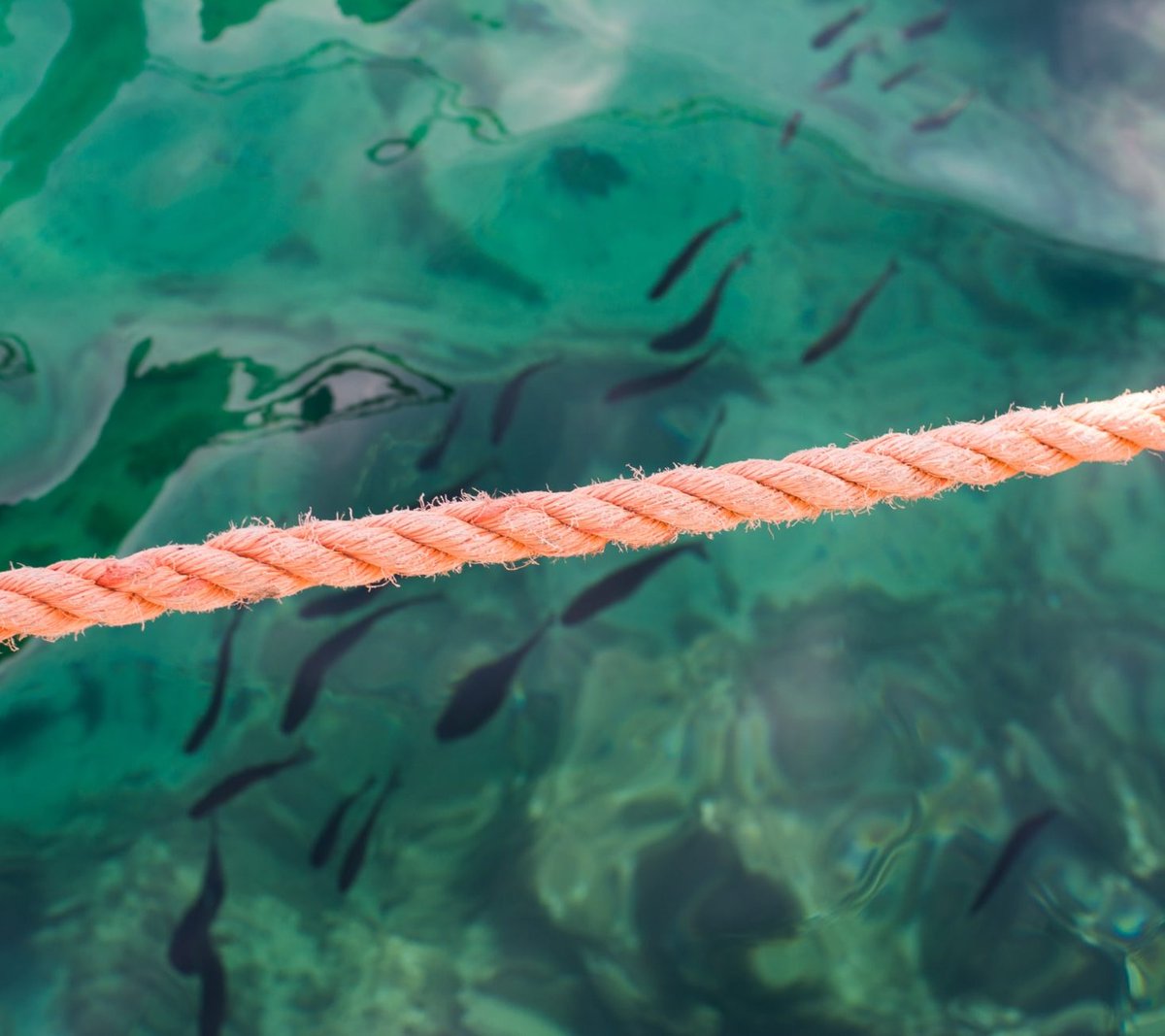 CINEA 🇪🇺 tweet media