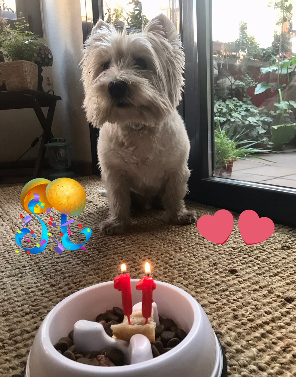 anillacalamar's tweet photo. Casper’s birthday !!! Today he’s 11 years young 🎊🍻🎂 @worldofwestie #westie https://t.co/h9CgWnQ2jm